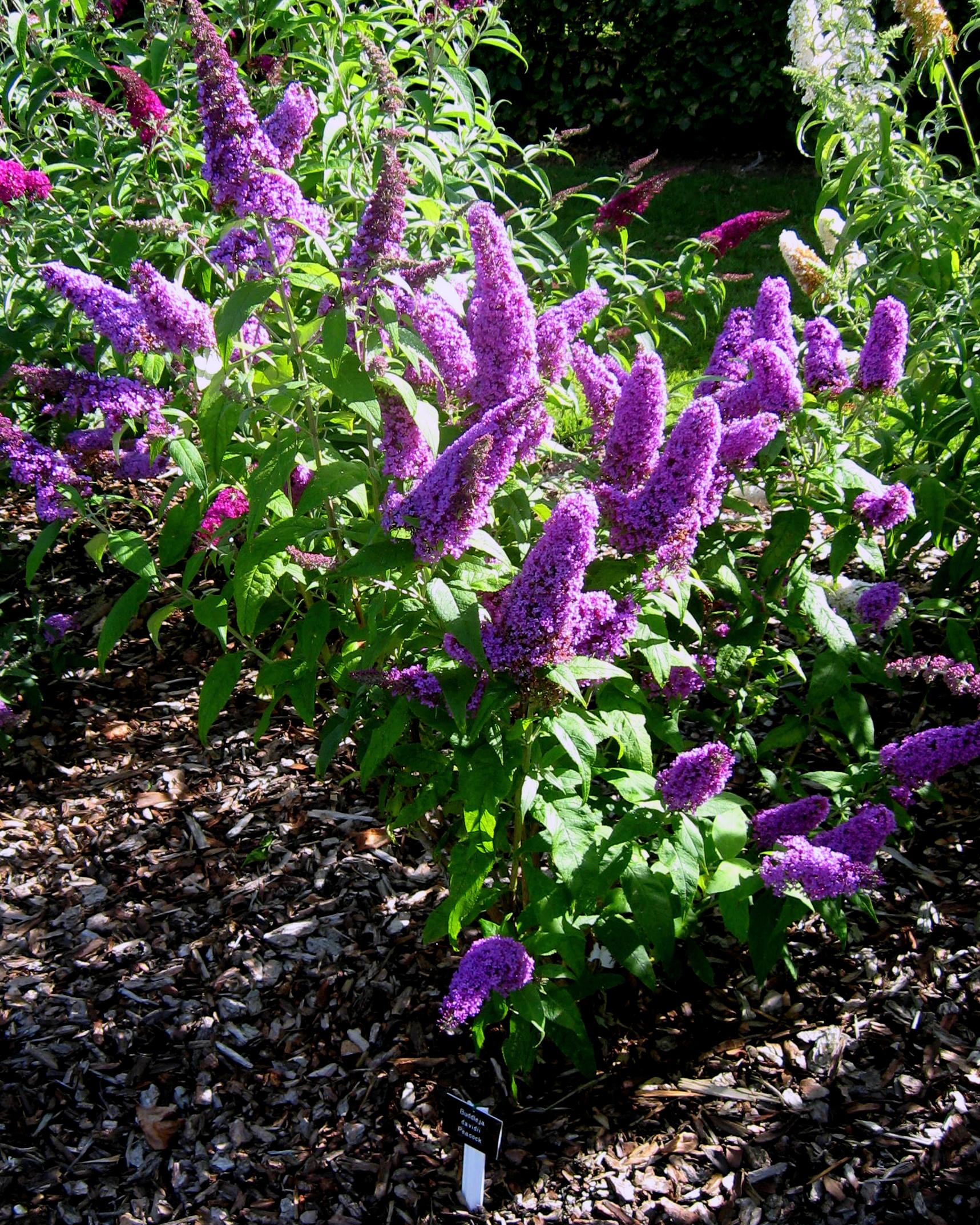 Blue Buddleia Butterfly Bush Flower seeds for Planting - Cut Flower Favorite, Heirloom & GMO Free Seeds for Home Garden