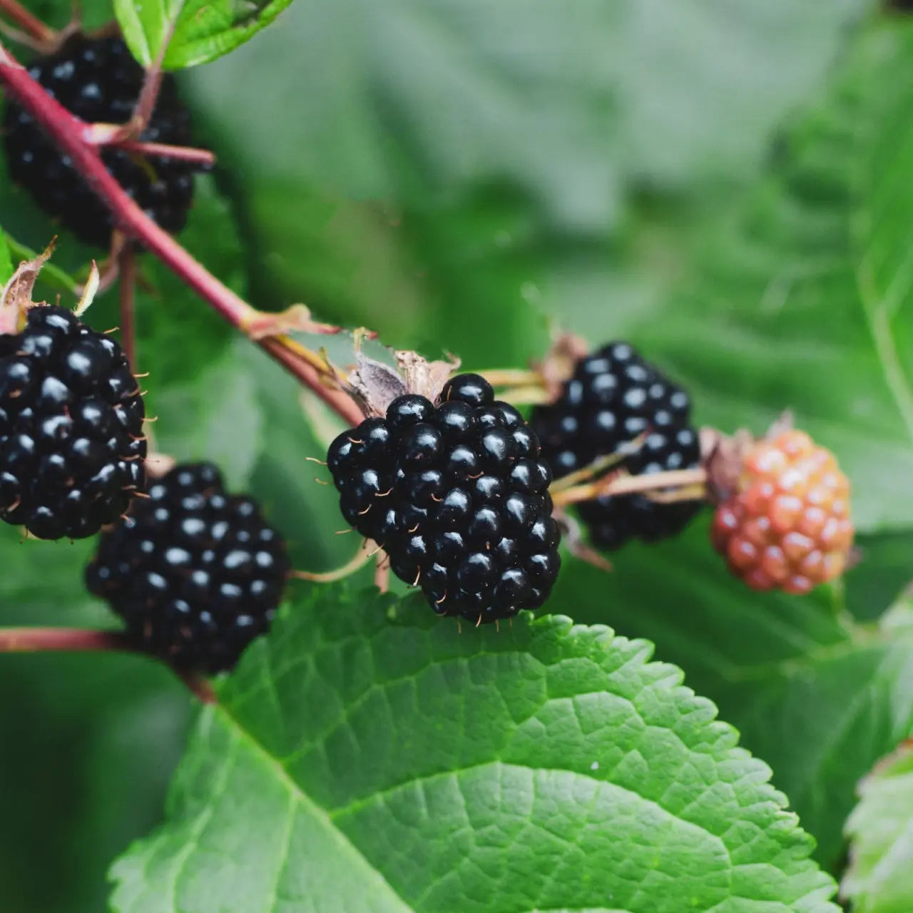 Dewberry Fruit Seeds for Planting - Grow Juicy Berries at Home