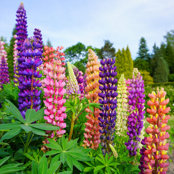 Lupine Flower seeds for Planting Drought Tolerant Heirloom & GMO Free Seeds for Home Garden 
 
 Sale for planting in home garden