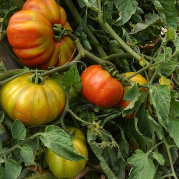 Beefsteak Tomato Seeds – Organic Heirloom Variety for Large Juicy Fruits