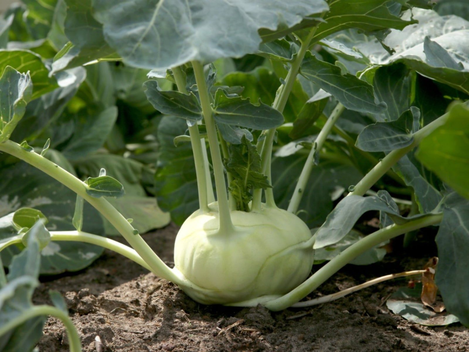 Green Kohlrabi Seeds for Planting