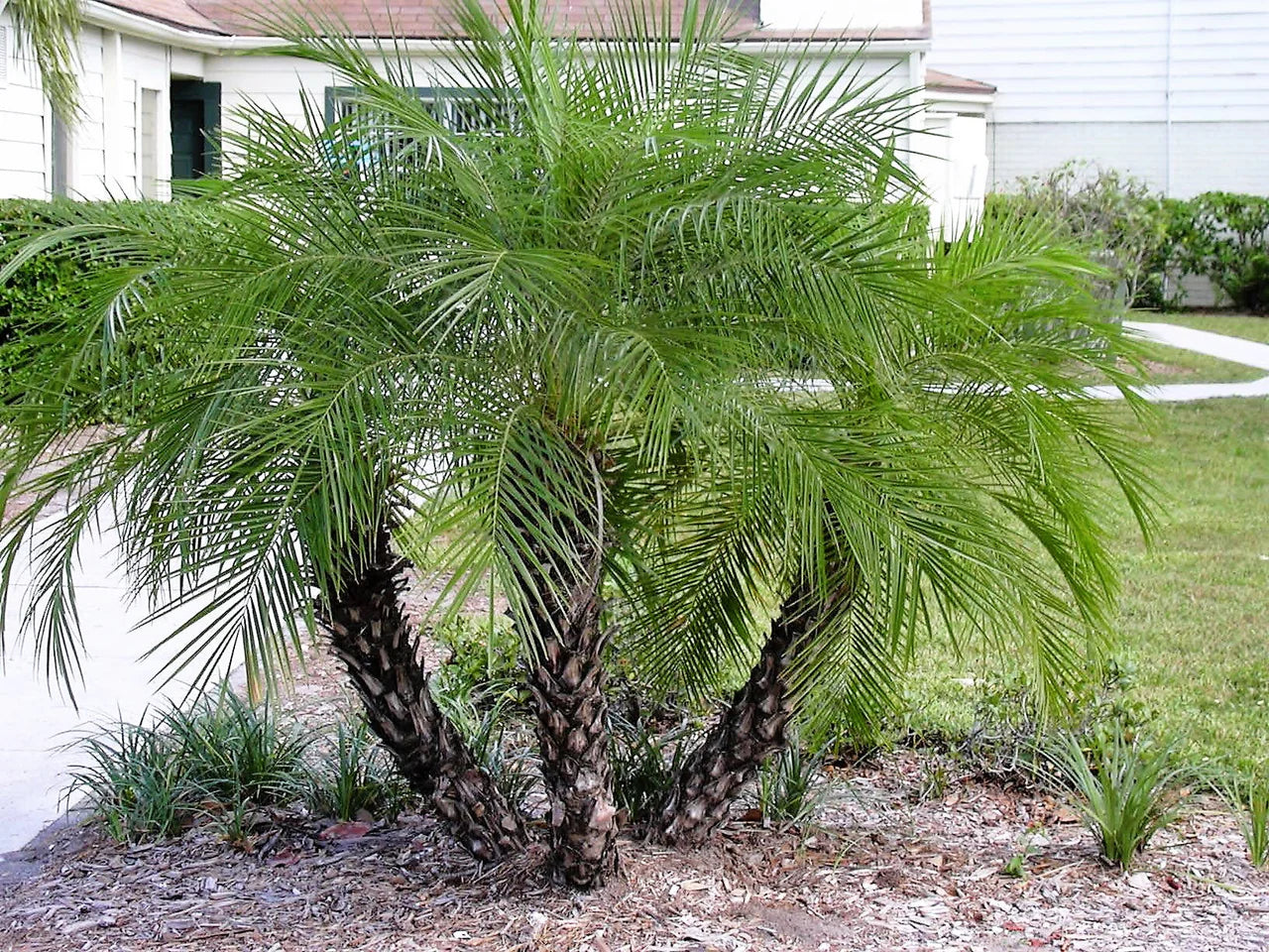 Pygmy Date Palm (Phoenix Roebelenii) Dwarf Miniature Ornamental Fruit Tree Houseplant Seeds