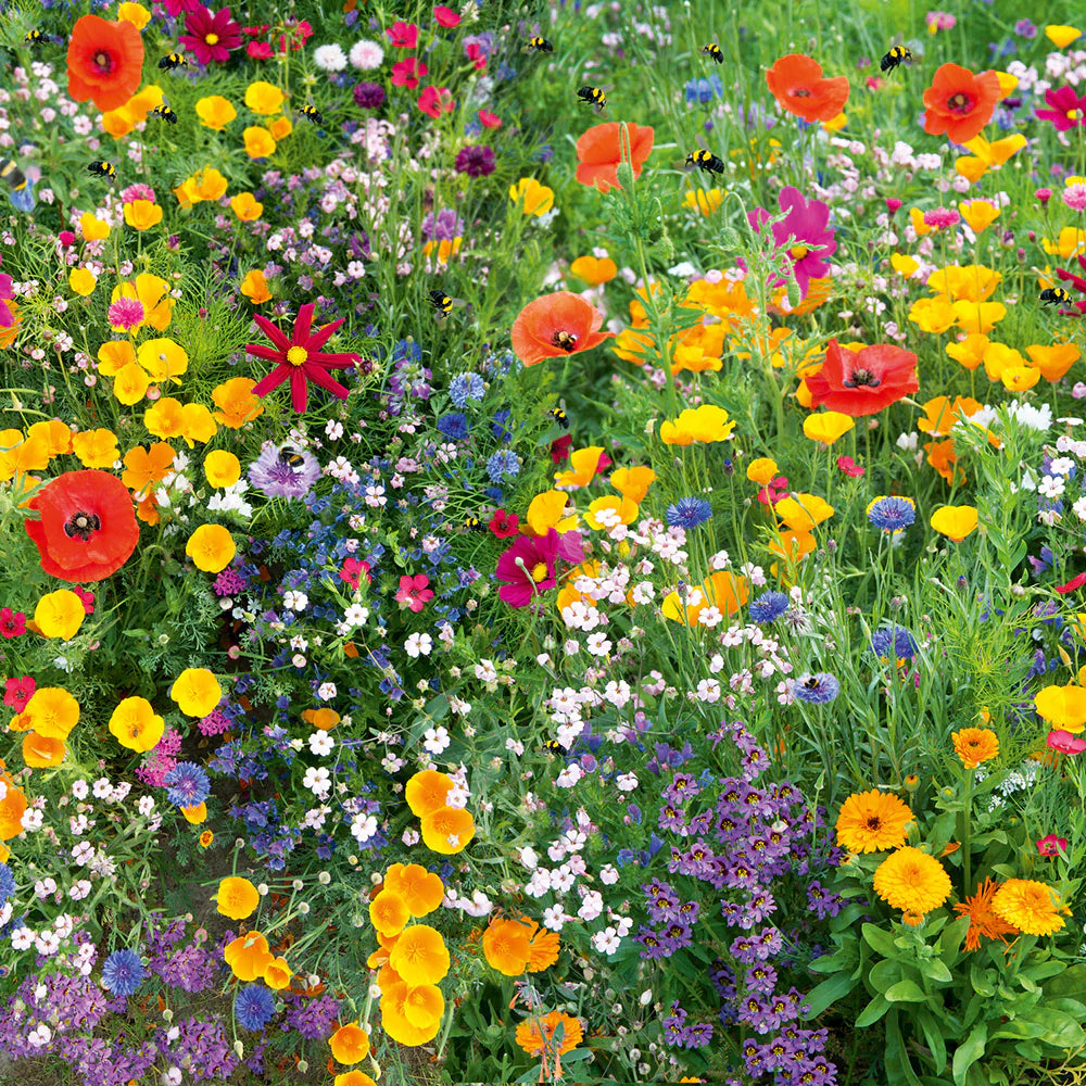 Micrantha Flower seeds for Planting - Colorful Display, Heirloom & GMO Free Seeds for Home Garden