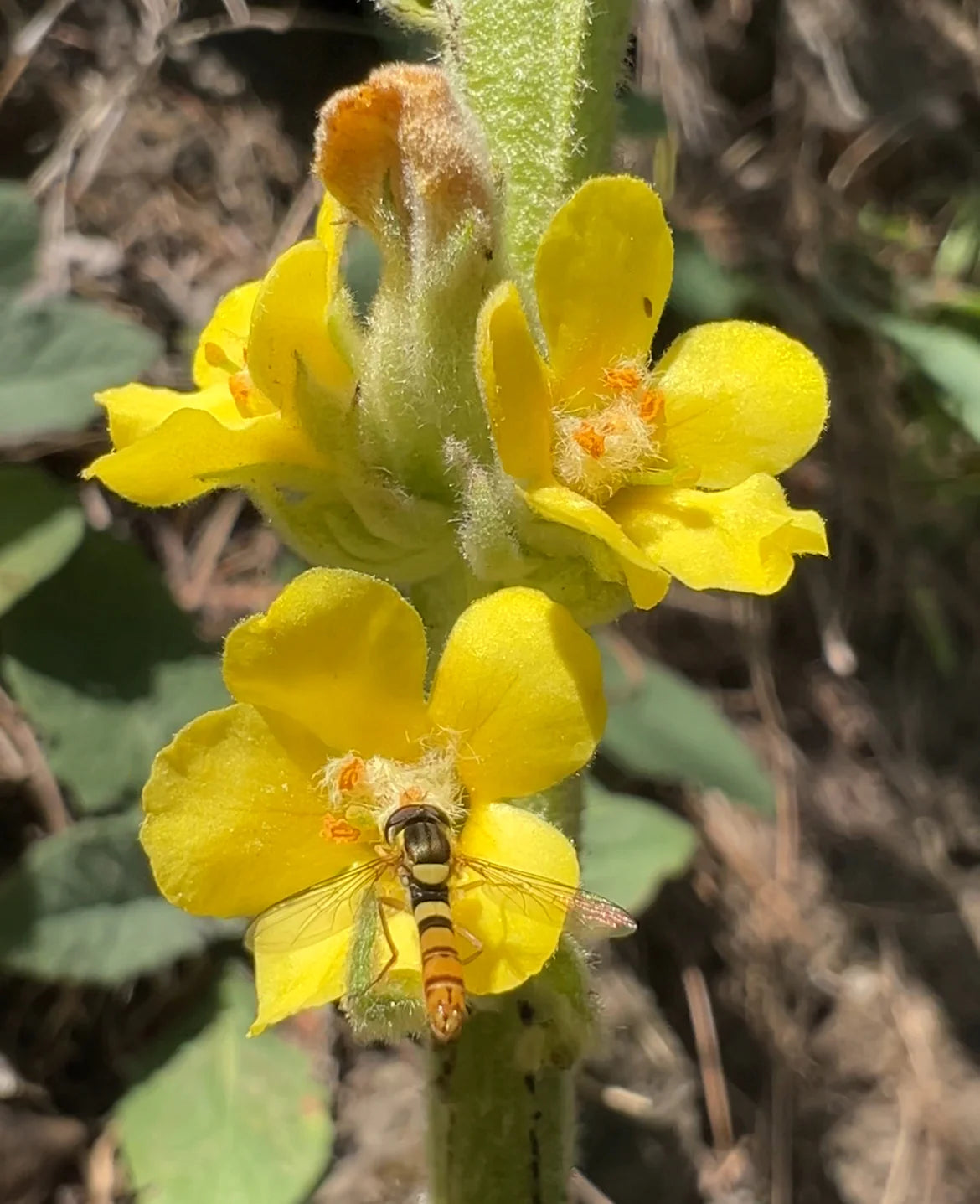 Yellow Mullein Seeds: Essential Planting Tips