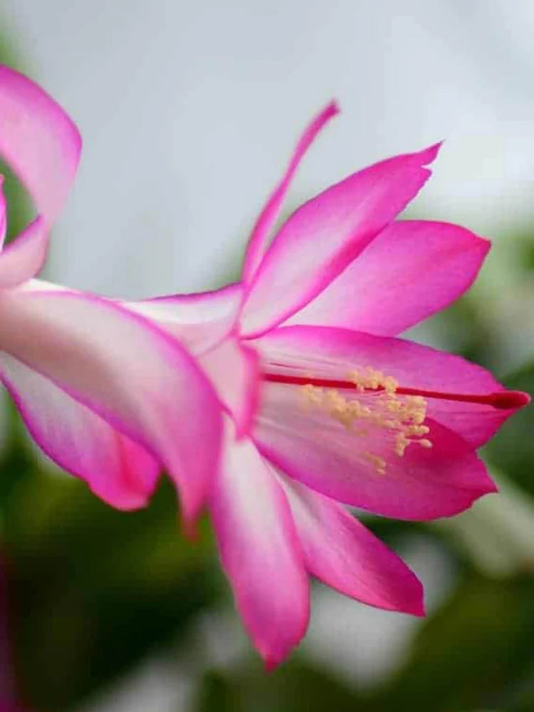 Light Pink Schlumbergera Flower seeds for Planting - Wildflower Mix, Heirloom & GMO Free Seeds for Home Garden