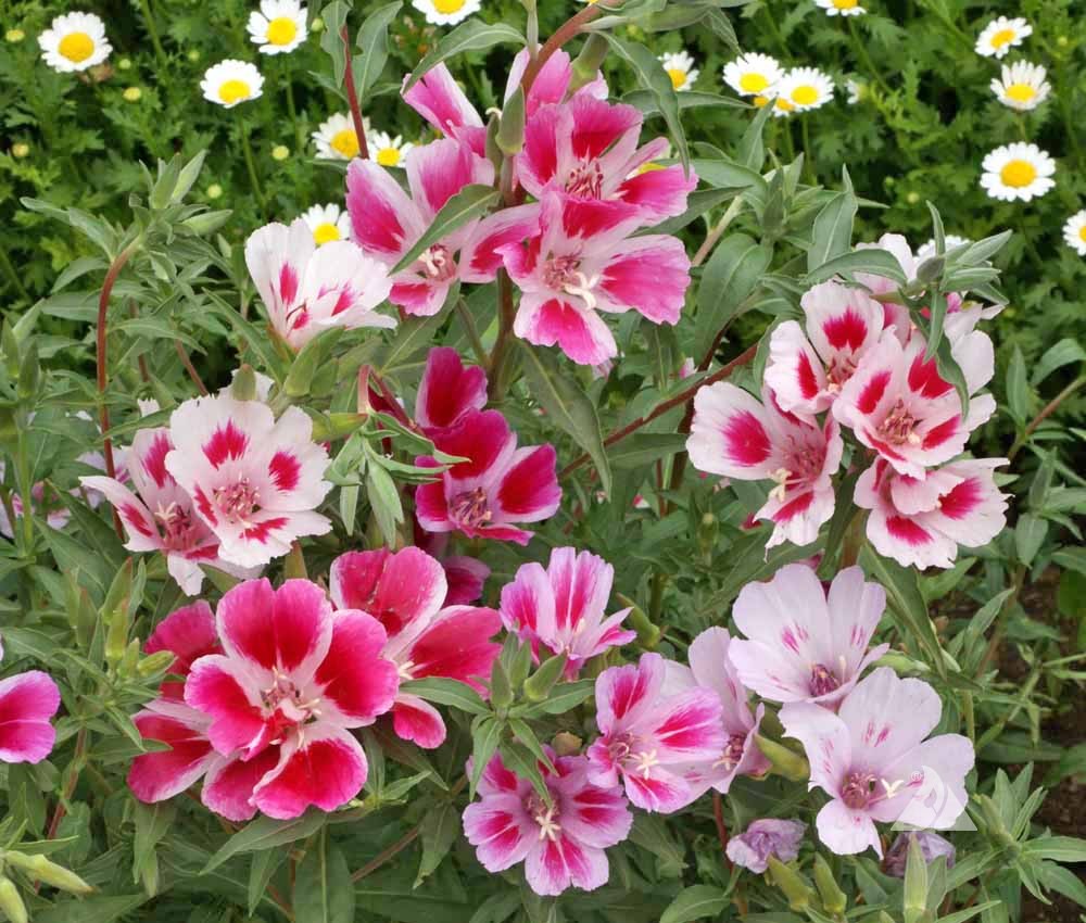 Mixed Godetia Grandiflora Monarch Flower seeds for Planting - Sun Loving, Heirloom & GMO Free Seeds for Home Garden