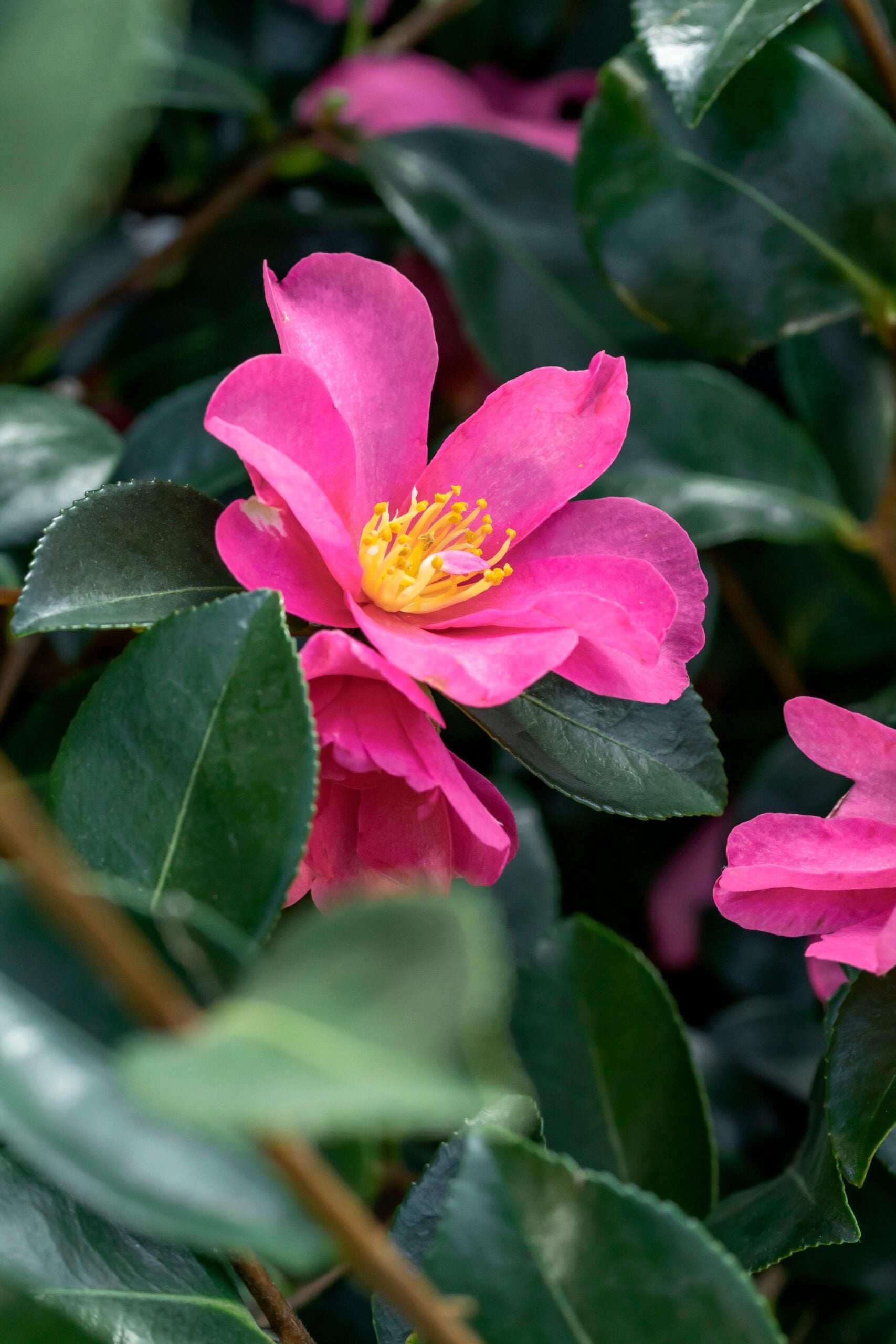 Pink Yellow Camellia Flower seeds for Planting - Colorful Display, Heirloom & GMO Free Seeds for Home Garden