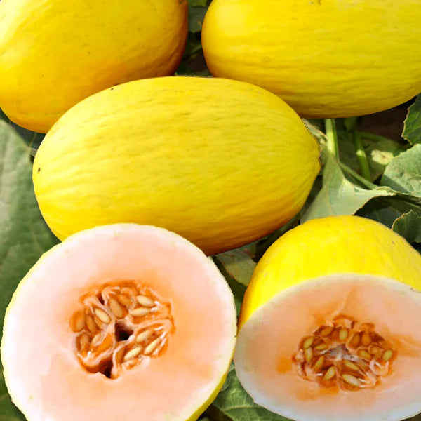 Yellow Crenshaw Melon Seeds Planting Guide