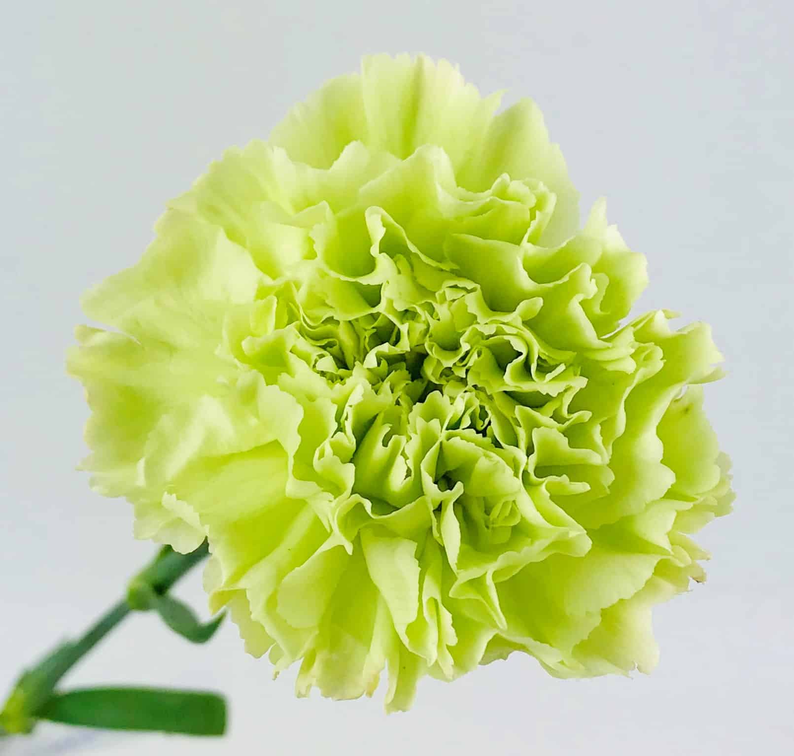 White Green Dianthus Caryophyllus Flower Seeds for Planting Wildflower Mix Heirloom & GMO Free Seeds for Home Garden
 
 Sale