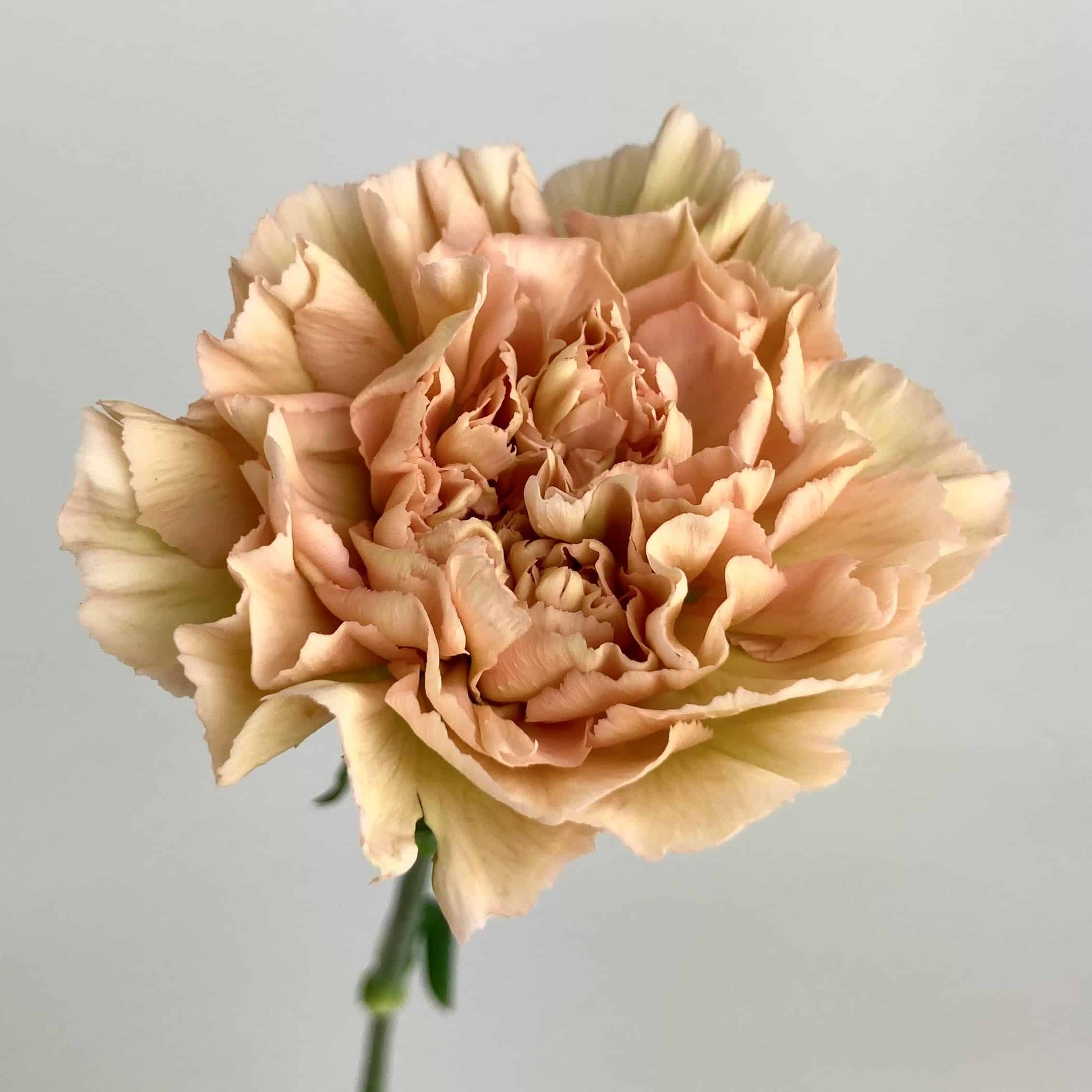 Brown Carnation Flower seeds for Planting Hardy Variety Heirloom & GMO Free Seeds for Home Garden