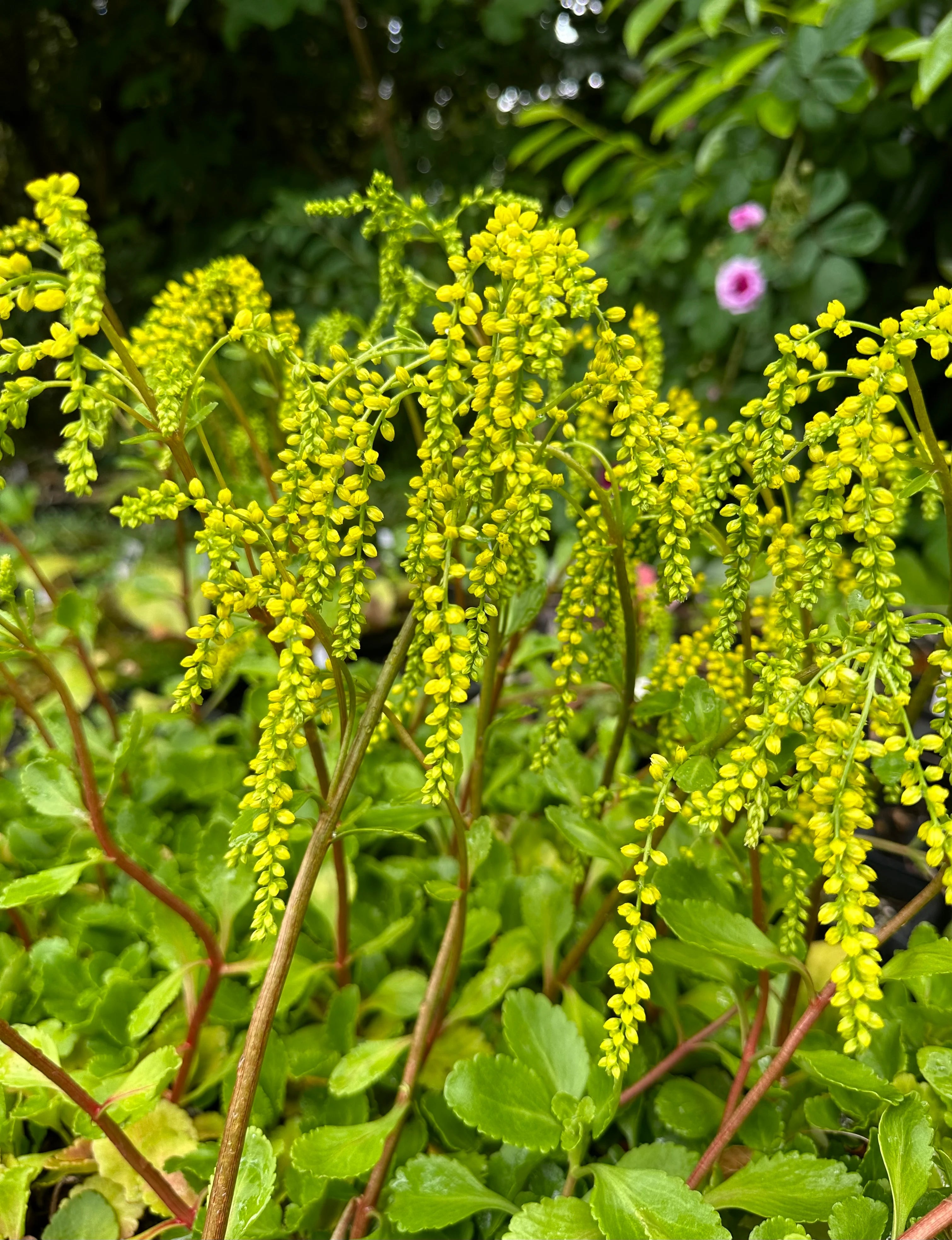Yellow Chiastophyllum Flower seeds for Planting - Cottage Garden Essential, Heirloom & GMO Free Seeds for Home Garden
 
 Sale