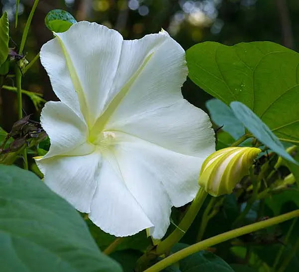 Moon Flower seeds for Planting - Seasonal Bloomer, Heirloom & GMO Free Seeds for Home Garden