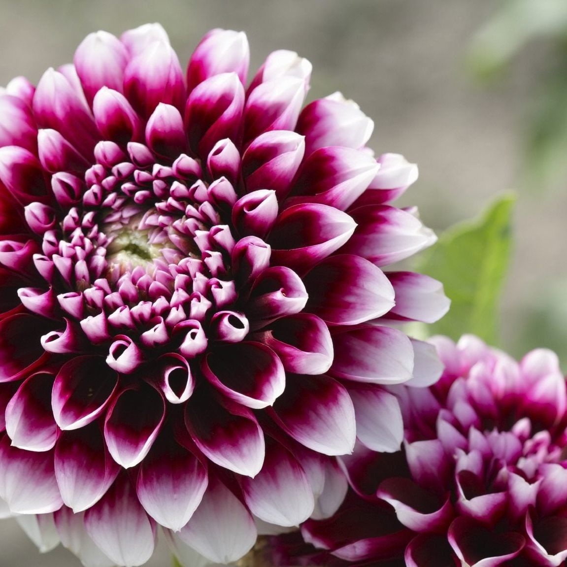 Purple White Dahlia Flower Seeds for Planting Low Maintenance Heirloom & GMO Free Seeds for Home Garden
 
 Sale
