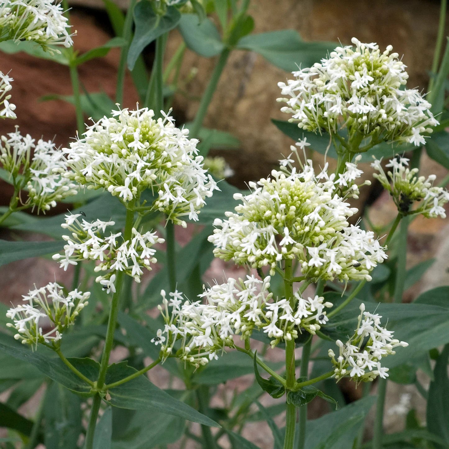 Centranthus Ruber Albus Flower seeds for Planting Seasonal Bloomer Heirloom & GMO Free Seeds for Home Garden