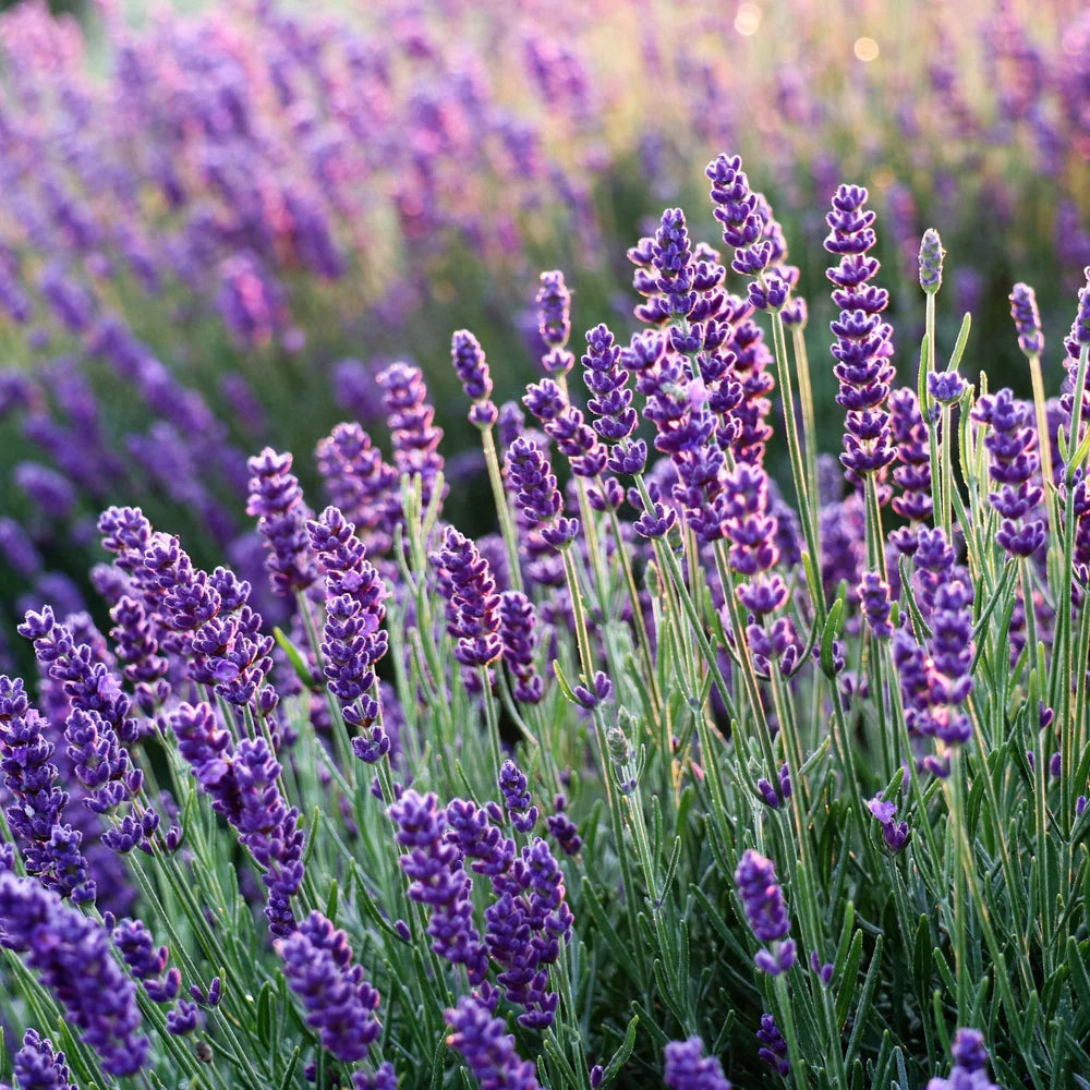 Lavender Flower seeds for Planting Seasonal Bloomer Heirloom & GMO Free Seeds for Home Garden