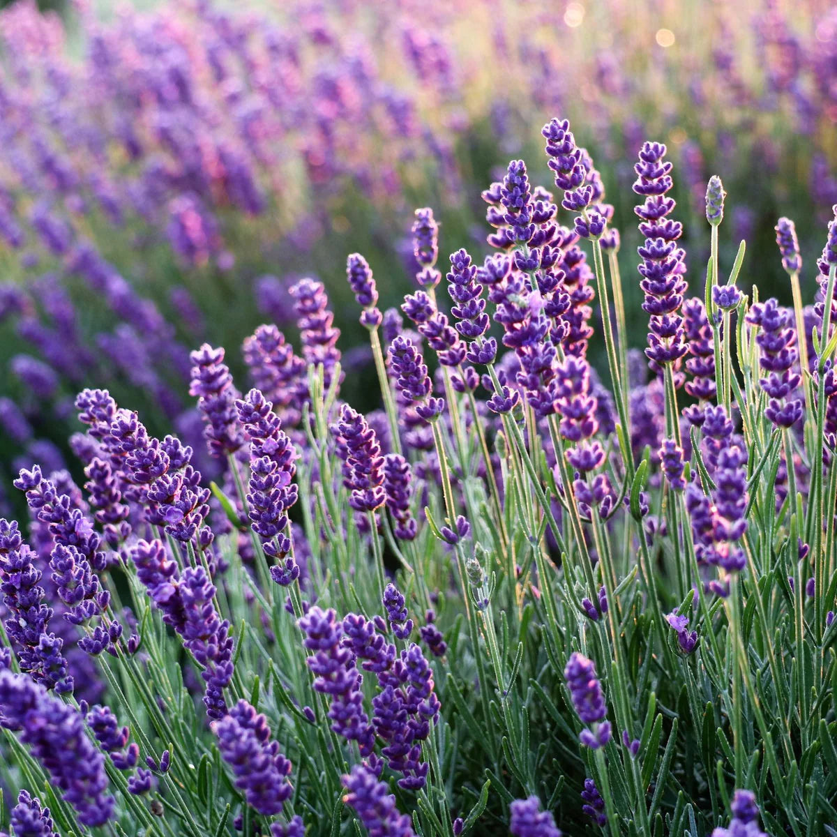 Lavender Flower seeds for Planting Low Maintenance Heirloom & GMO Free Seeds for Home Garden