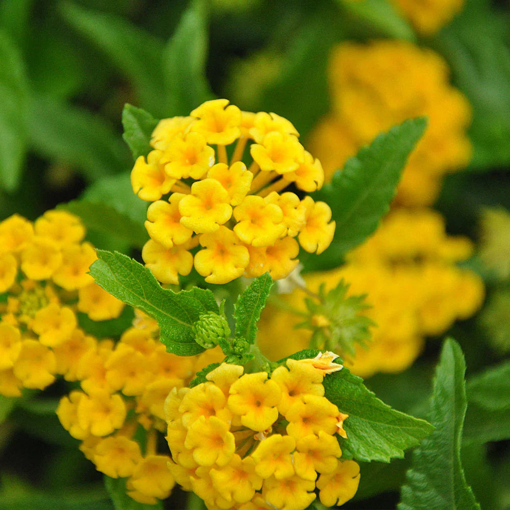 Light (Light Yellow) seeds for planting in home garden