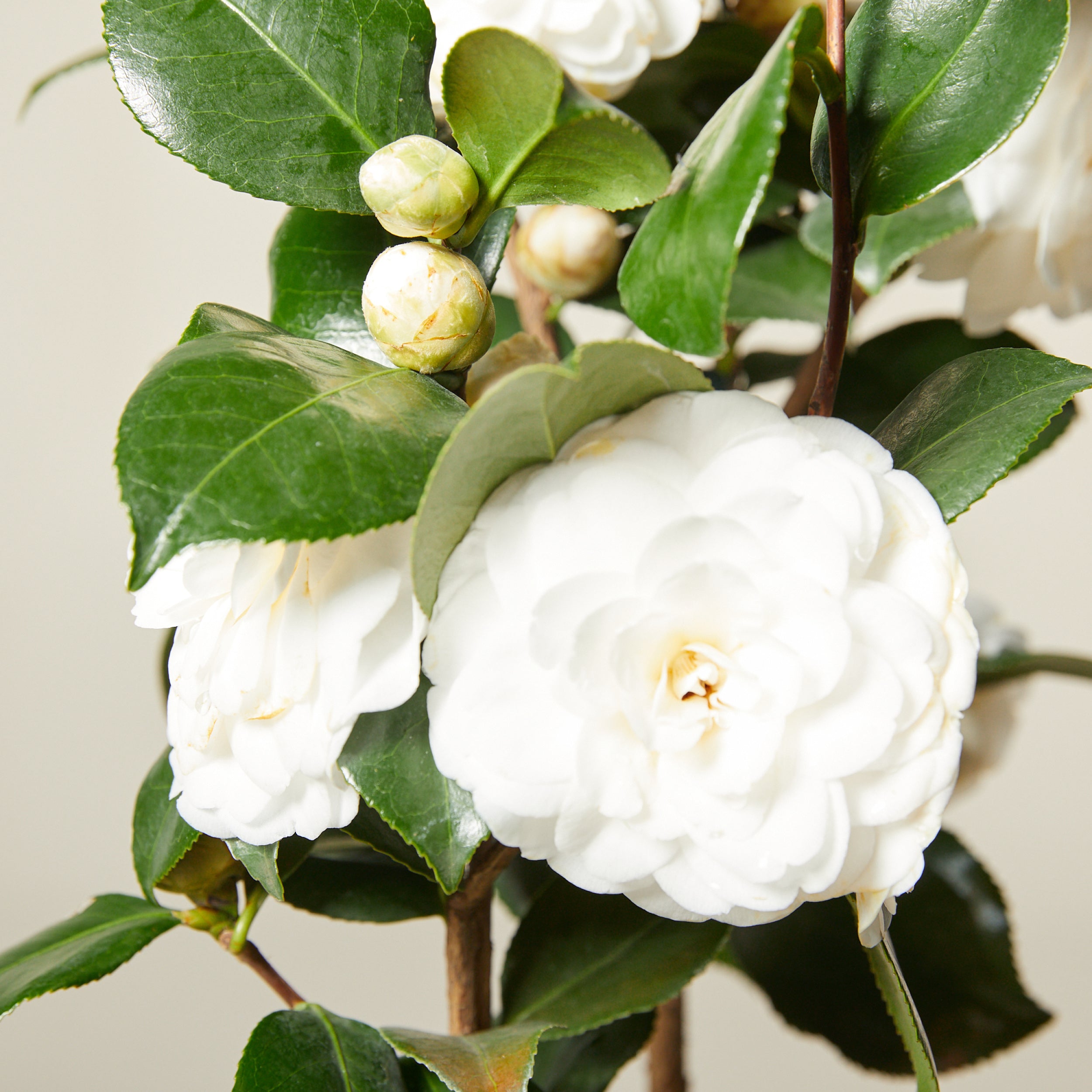 White Camellia Flores Flower Seeds for Planting Cut Flower Favorite Heirloom & GMO Free Seeds for Home Garden
 
 Sale