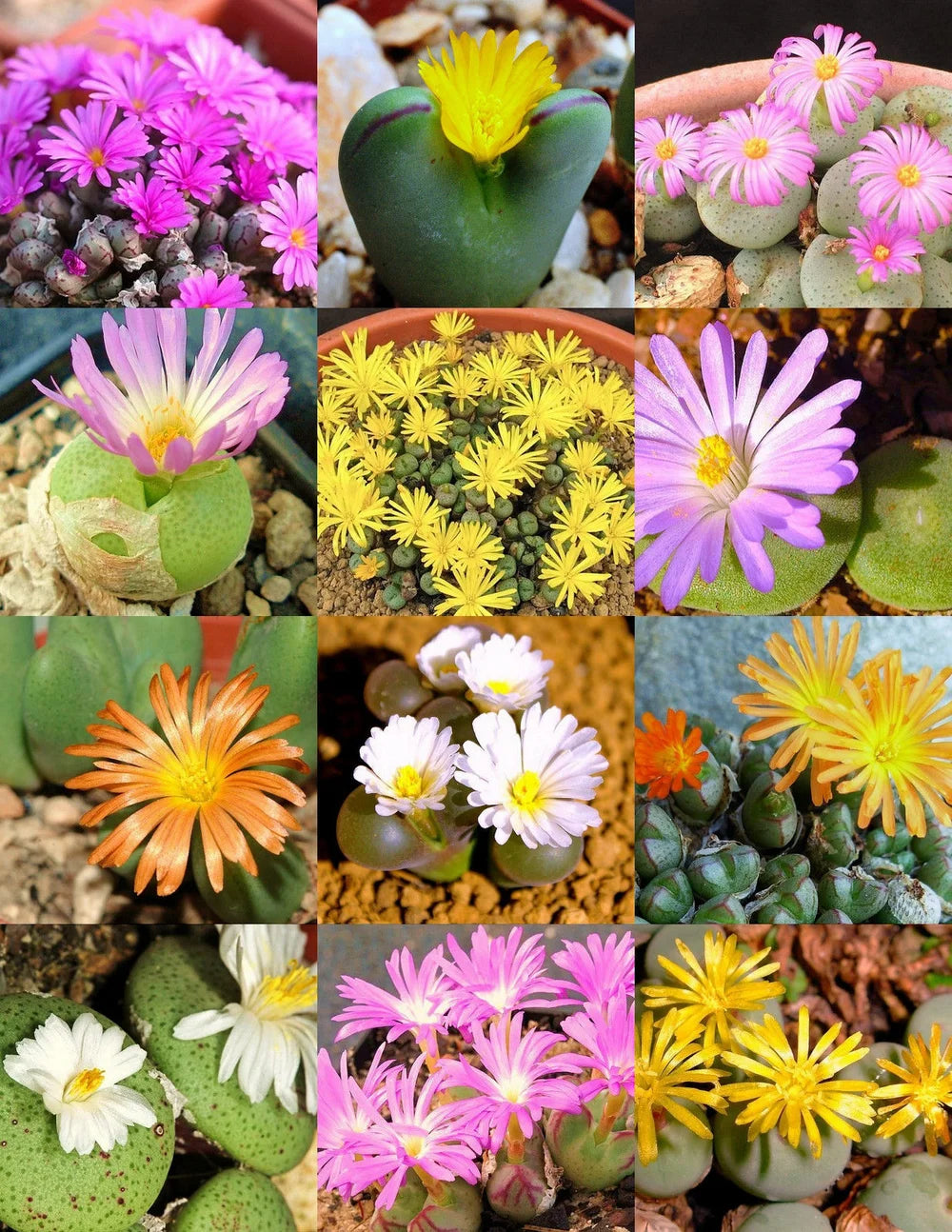 Mixed Conophytum Flower seeds for Planting - Perfect for Borders, Heirloom & GMO Free Seeds for Home Garden