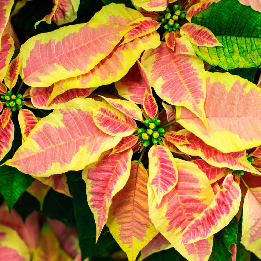 Yellow Red Poinsettia Flower seeds for Planting - Vibrant Colors, Heirloom & GMO Free Seeds for Home Garden