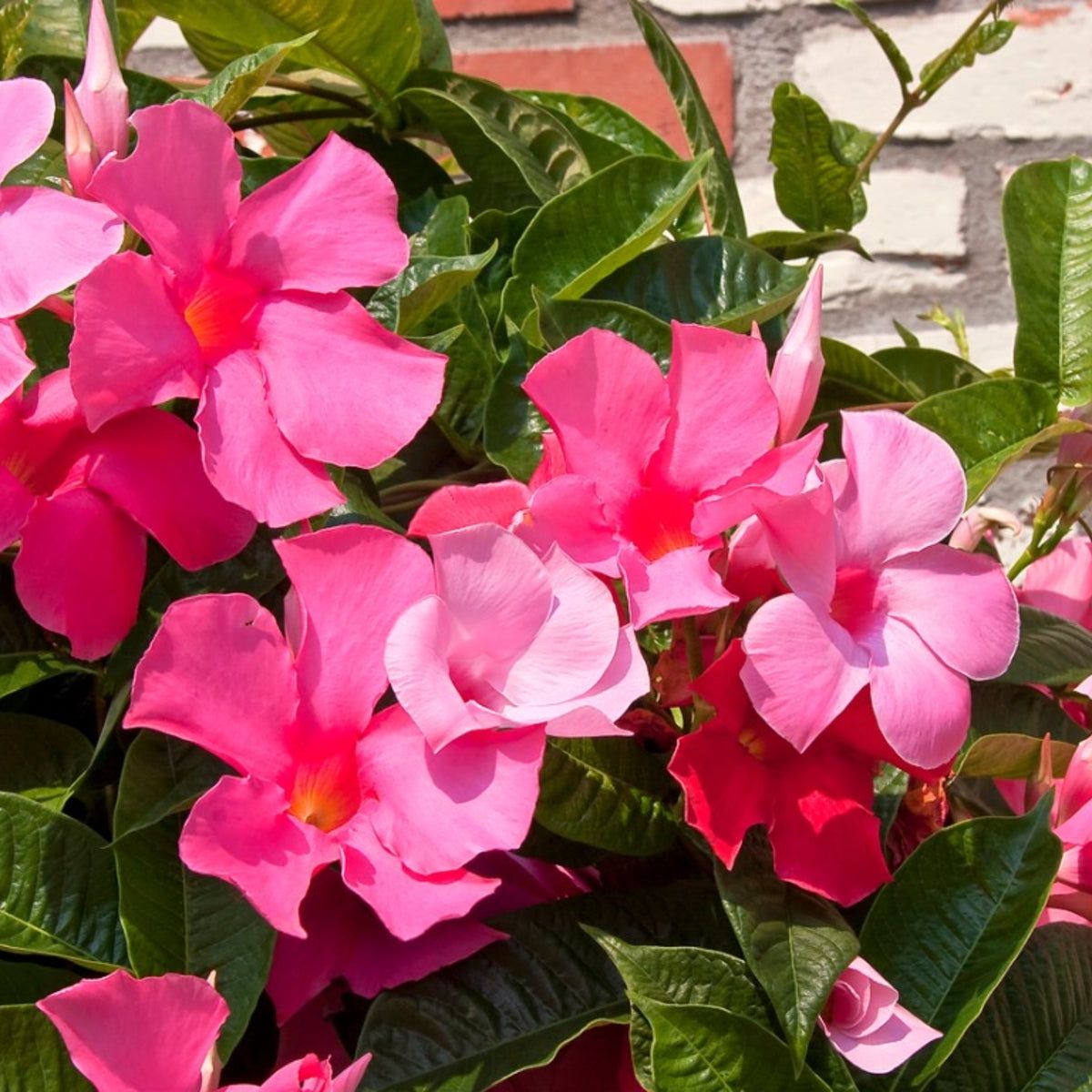 Light Pink Mandevilla Sanderi Flower Seeds for Planting Ideal for Home Garden GMO Free Seeds 
 
 Sale