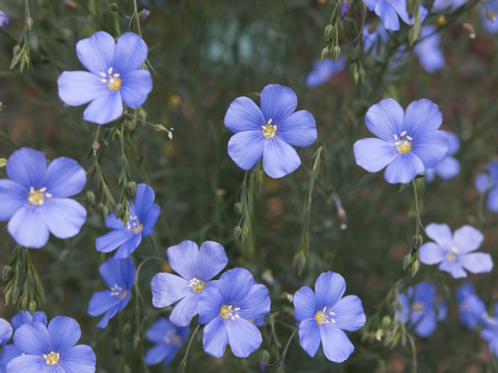 Sky Blue Mini Violet Rare Flower Seeds for Planting Easy to Grow Heirloom & GMO Free Seeds for Home Garden
 
 Sale