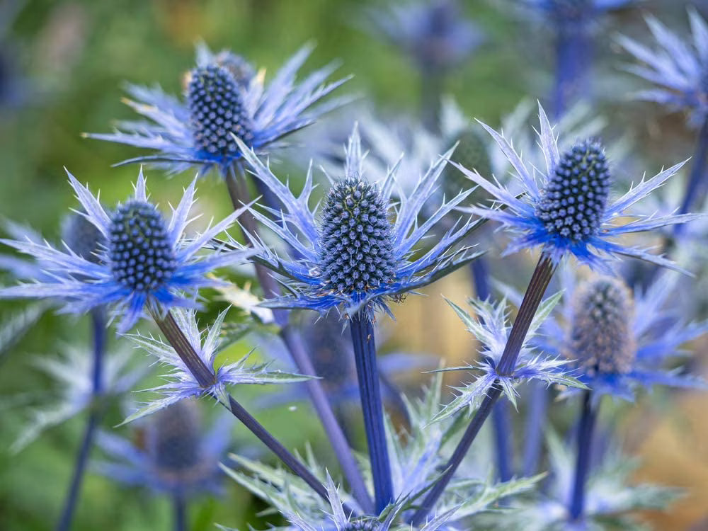 Blue Holly Eryngium Flower seeds for Planting - Long Bloom Season, Heirloom & GMO Free Seeds for Home Garden