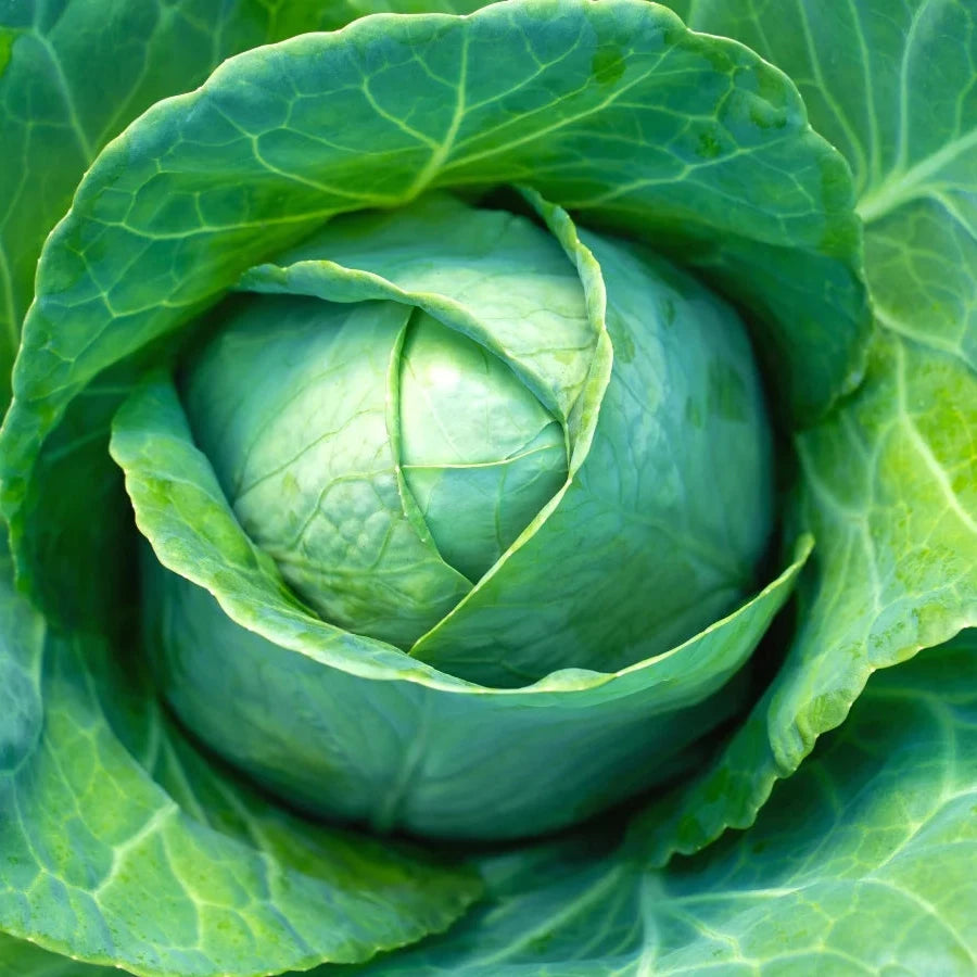 Cabbage Seeds – Premium Quality for Crisp and Nutritious Harvest