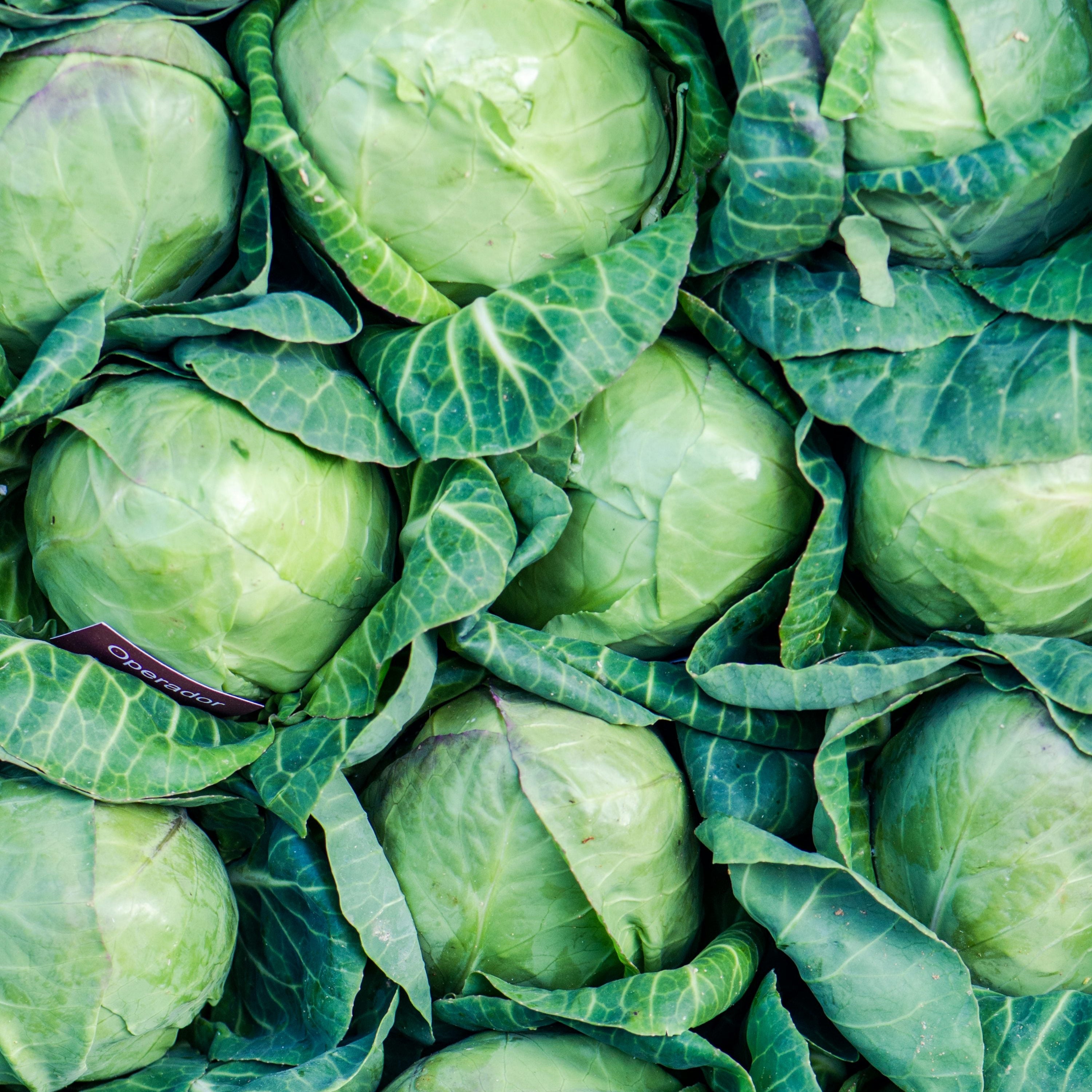 Organic Cabbage Seeds – Easy to Grow Non-GMO Vegetable for Home Garden
