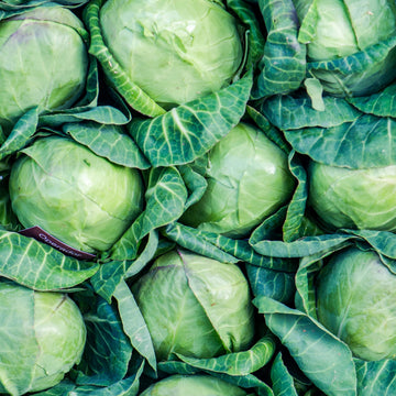 Cabbage Seeds – Green Head Garden Variety