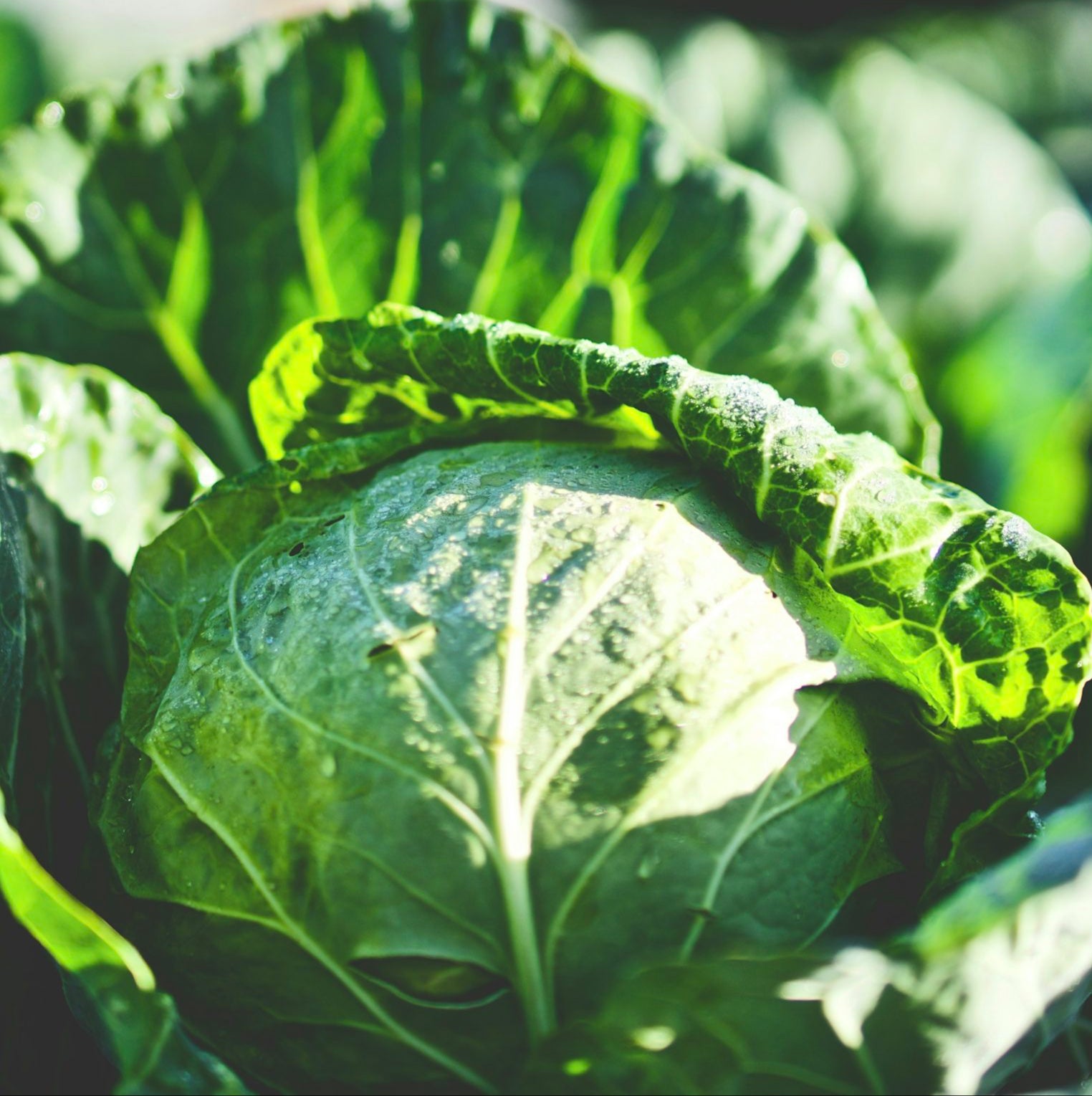 Buy Cabbage Seeds Online – Heirloom Varieties for Fresh Green Heads
