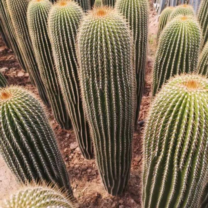 Green Neobuxbaumia Flower seeds for Planting - Sun Loving, Heirloom & GMO Free Seeds for Home Garden