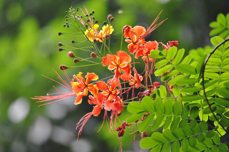 Caesalpinia Flower seeds for Planting Cottage Garden Essential Heirloom & GMO Free Seeds for Home Garden
