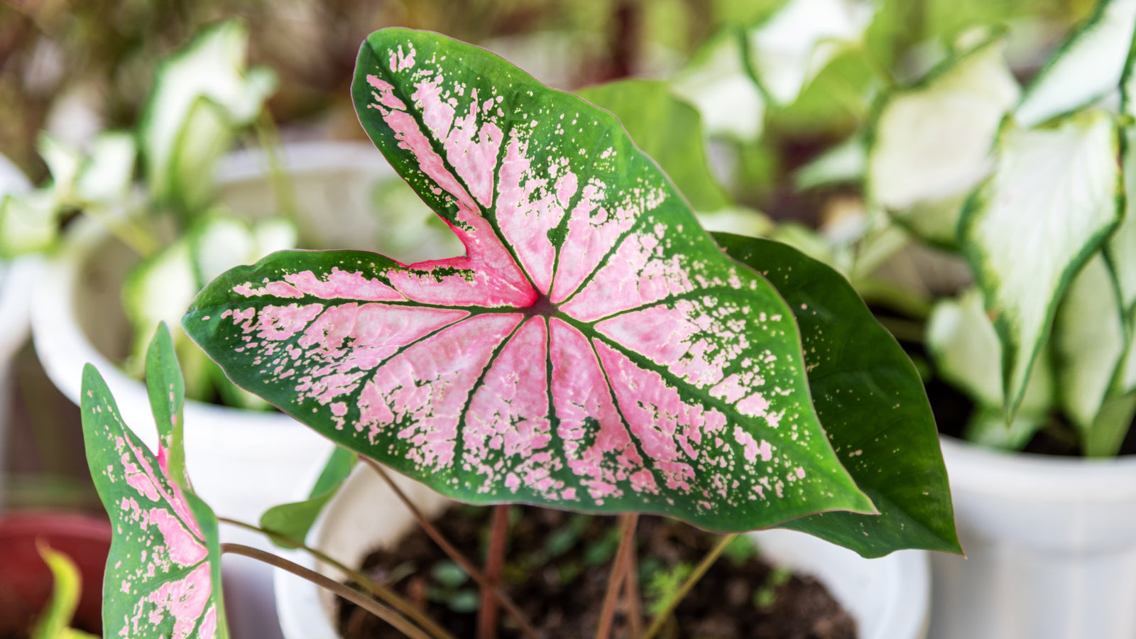 Light Pink Green Caladium Leaf Seeds for Planting Low Maintenance Heirloom & GMO Free Seeds for Home Garden
 
 Sale