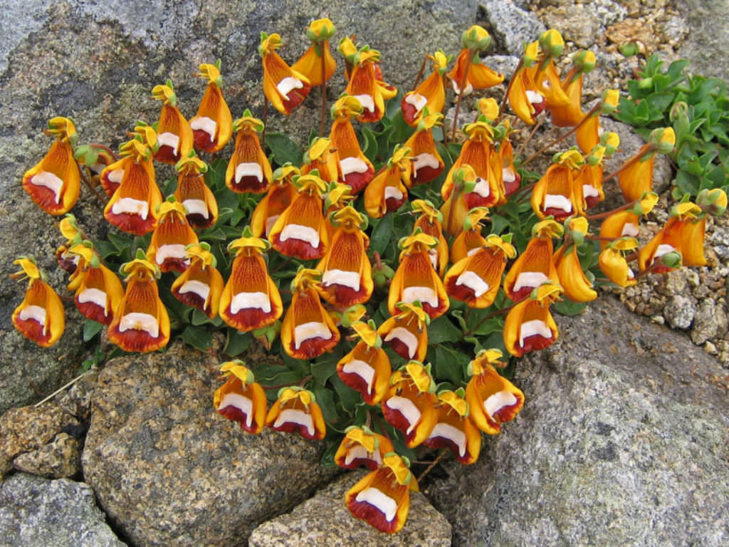 Calceolaria Uniflora Flower Seeds for Planting  Unique and Vibrant Blooms