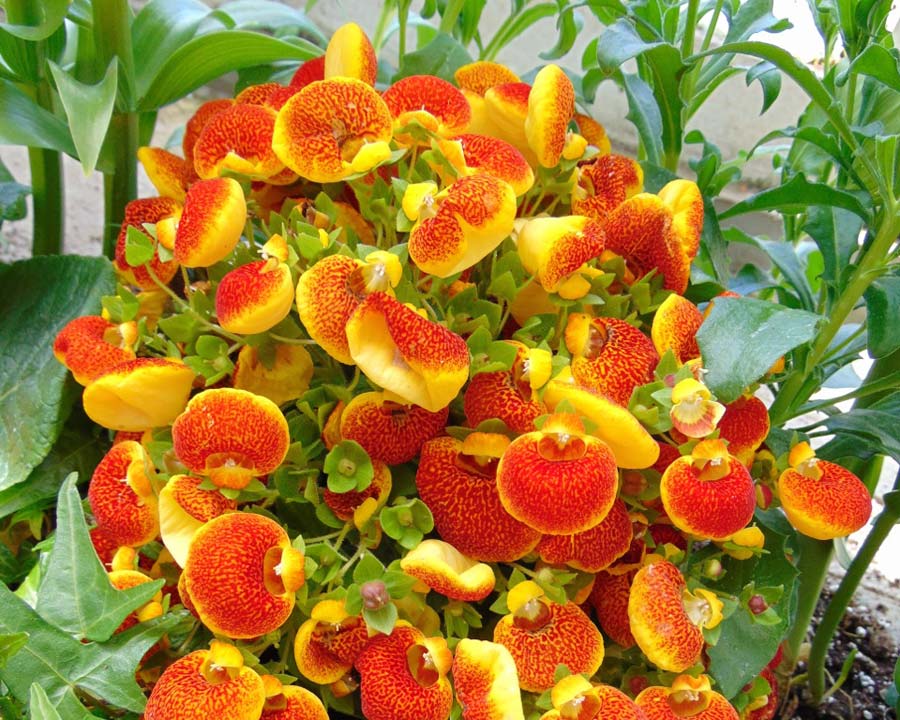Calceolaria Flower seeds for Planting - Colorful Display, Heirloom & GMO Free Seeds for Home Garden