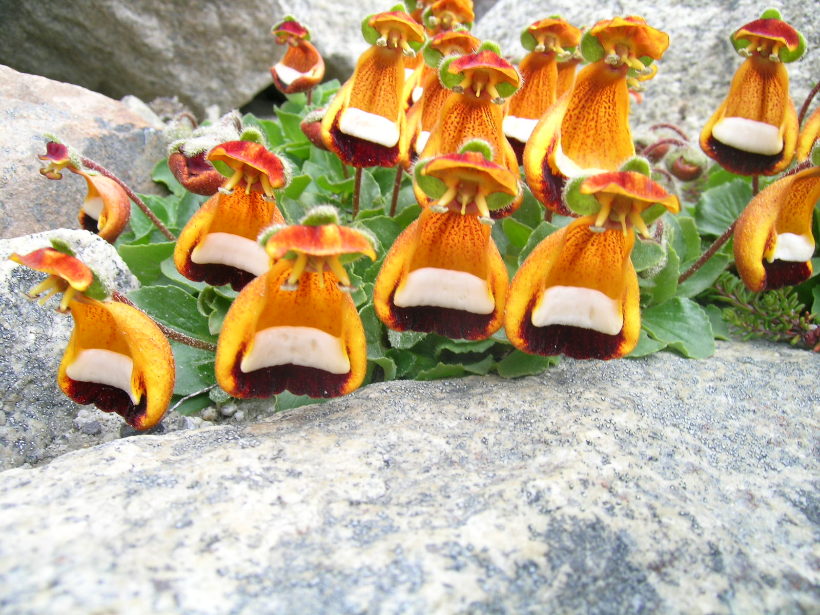 Calceolaria Uniflora Flower Seeds for Planting  Unique and Vibrant Blooms