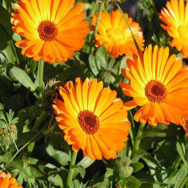 Orange Marguerite Flower seeds for Planting - Fragrant Blossoms, Heirloom & GMO Free Seeds for Home Garden