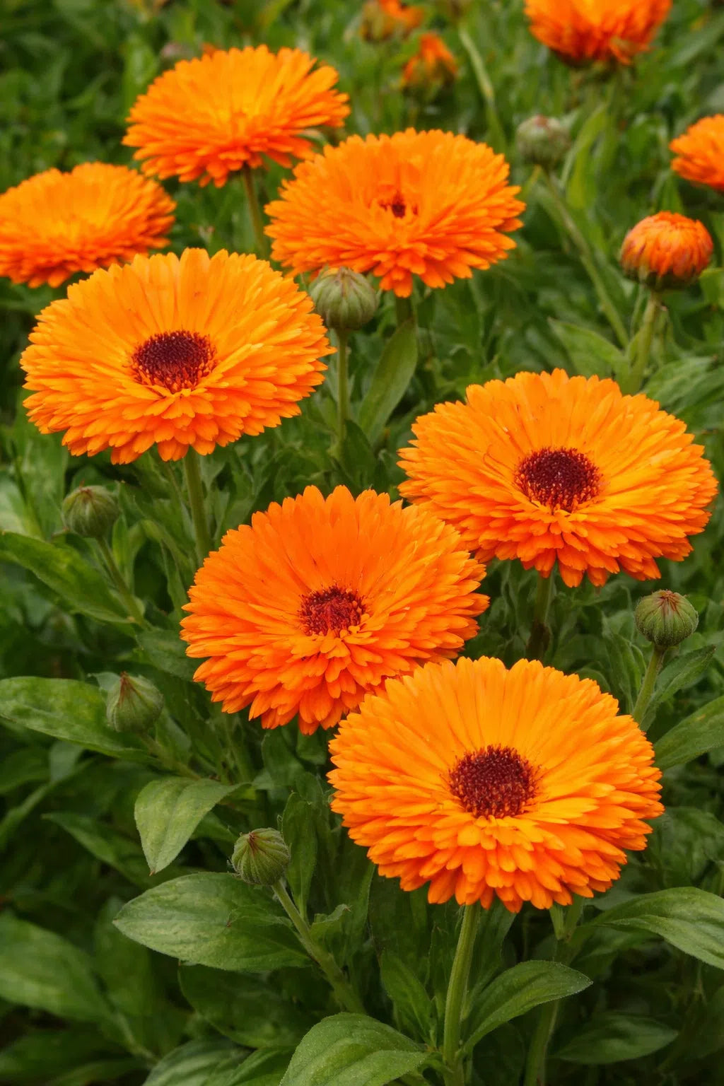 Yellow Flower Pot Flower seeds for Planting - Vibrant Colors, Heirloom & GMO Free Seeds for Home Garden