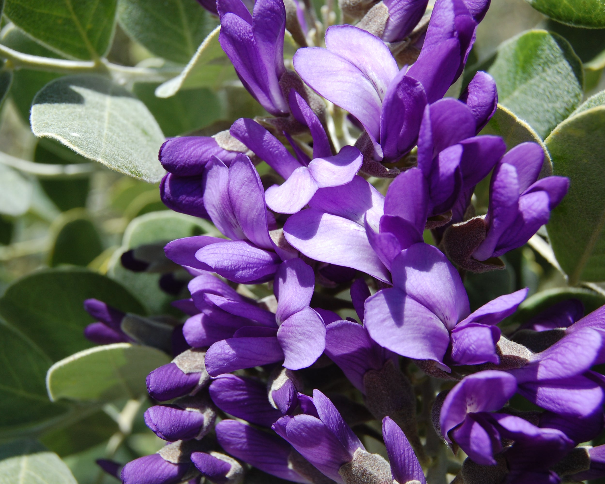 Mescal Bean Seeds for Planting - Texas Mountain Laurel
