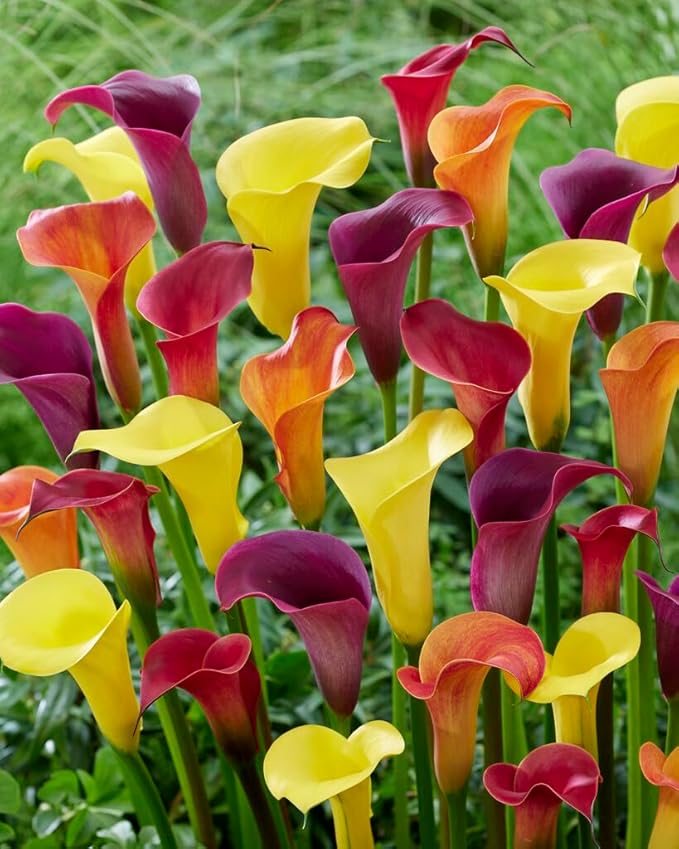 Mixed color Calla Lily flowers in bloom
