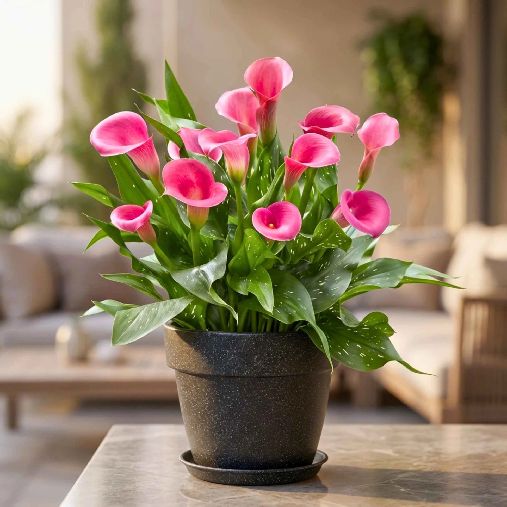 Calla Lilies Mix Flower Seeds for Planting | Vibrant Colorful Blooms - Evergrowseeds