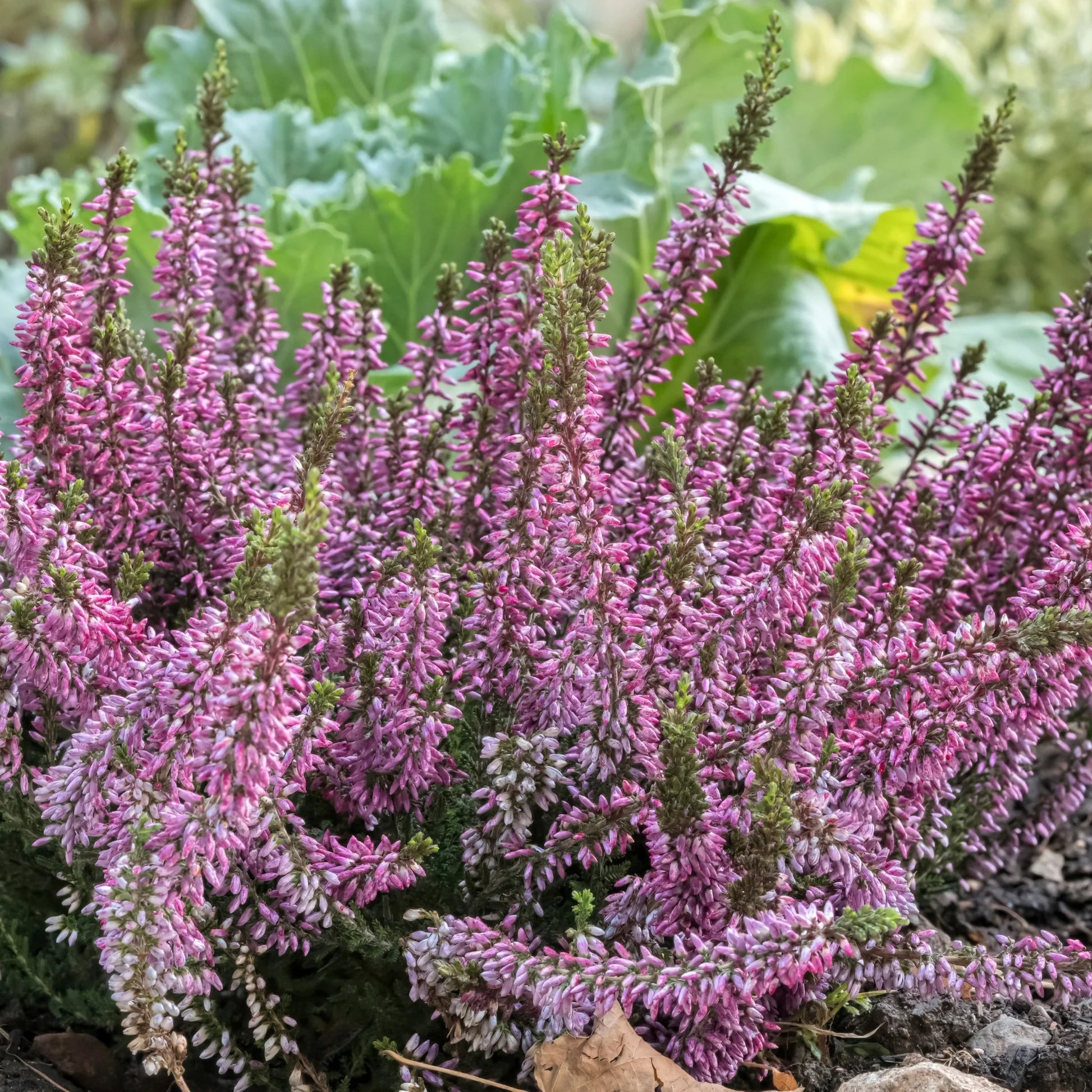 Calluna Vulgaris Flower Planting Seeds - Vibrant Perennial Garden Seeds for Your Outdoor Space - Evergrowseeds