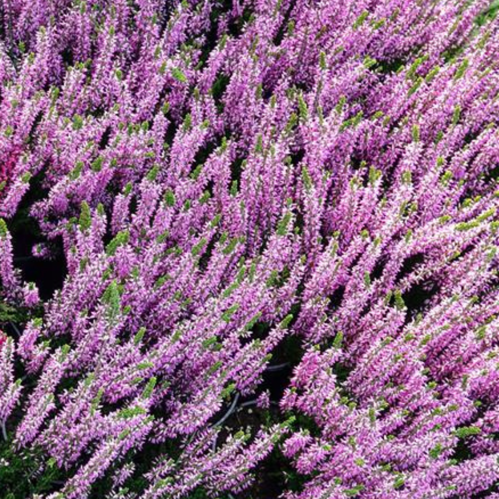 Calluna Vulgaris Flower Planting Seeds - Vibrant Perennial Garden Seeds for Your Outdoor Space - Evergrowseeds