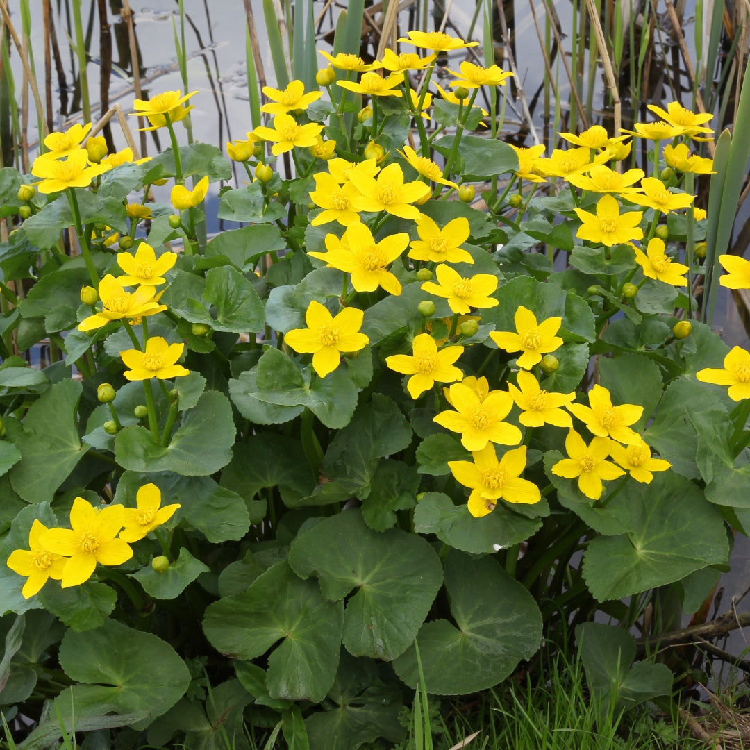Bright Yellow Caltha Palustris Seeds for Planting  Vibrant Perennial Flowers for Garden Wetlands - Evergrowseeds