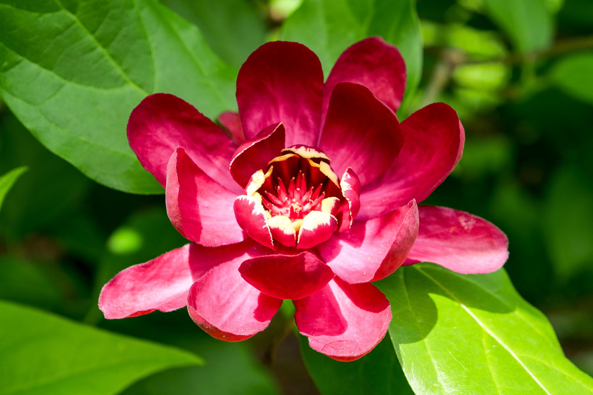 Red Calycanthus Flower seeds for Planting - Fragrant Blossoms, Heirloom & GMO Free Seeds for Home Garden