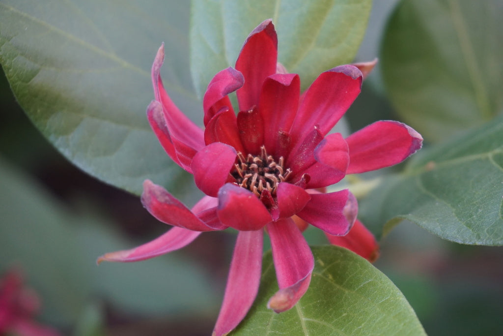 Red Calycanthus Flower seeds for Planting - Fragrant Blossoms, Heirloom & GMO Free Seeds for Home Garden