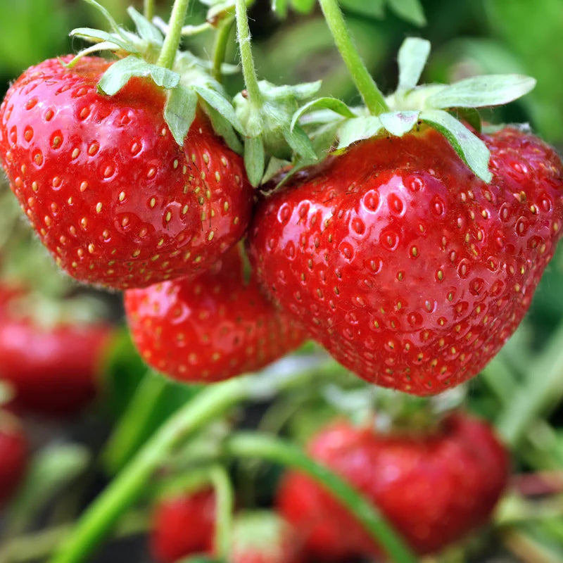 Strawberry Fruit Seeds Burgundy for Planting: High-Quality Seeds for Delicious Homegrown Strawberries