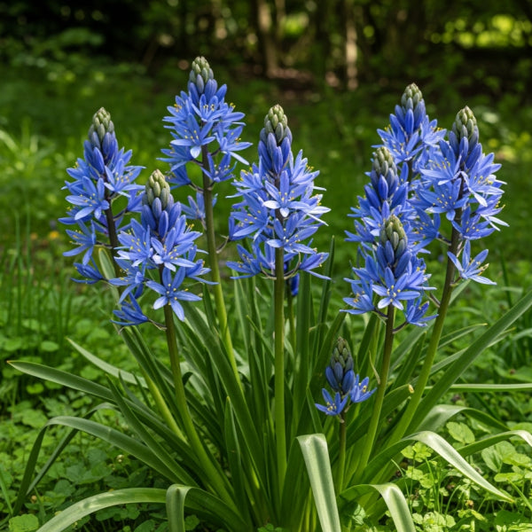 Camassia Flower seeds for Planting Cottage Garden Essential Heirloom & GMO Free Seeds for Home Garden