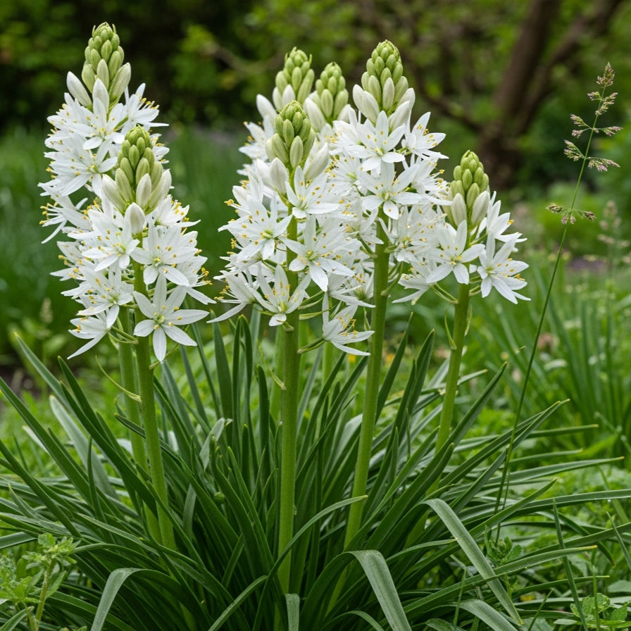 Heirloom Camassia Leichtlinii Flower seeds for Planting Colorful Display Heirloom & GMO Free Seeds for Home Garden